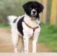 CÃO D ´ÁGUA FRISADO